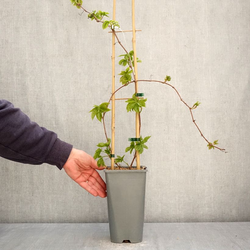 Spécimen de Vigne vierge - Parthenocissus quinquefolia Yellow Wall Pot de 1,5L/2L tel que livré au printemps