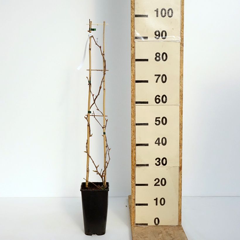 Spécimen de Vigne vierge - Parthenocissus quinquefolia Yellow Wall Pot de 3L/4L tel que livré au printemps