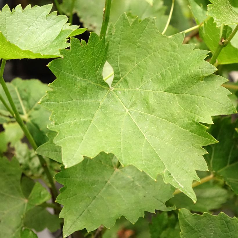 Vigne - Vitis Phoenix (Foliage)