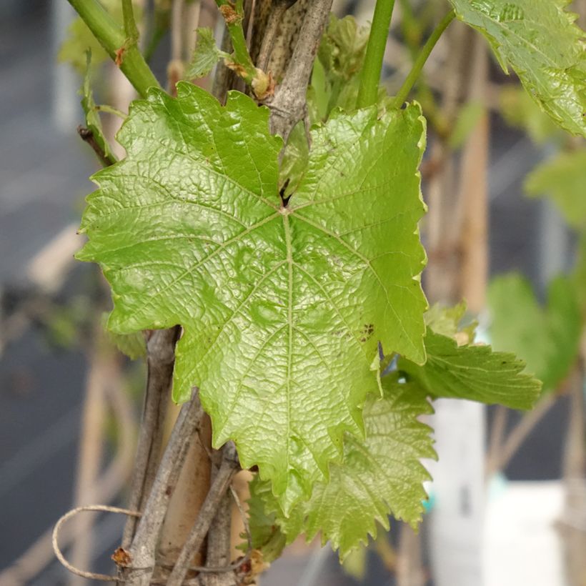 Vigne - Vitis vinifera Muscat Bleu (Feuillage)