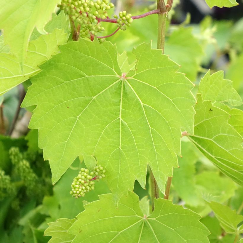 Vigne Vroege Van Der Laan (Foliage)