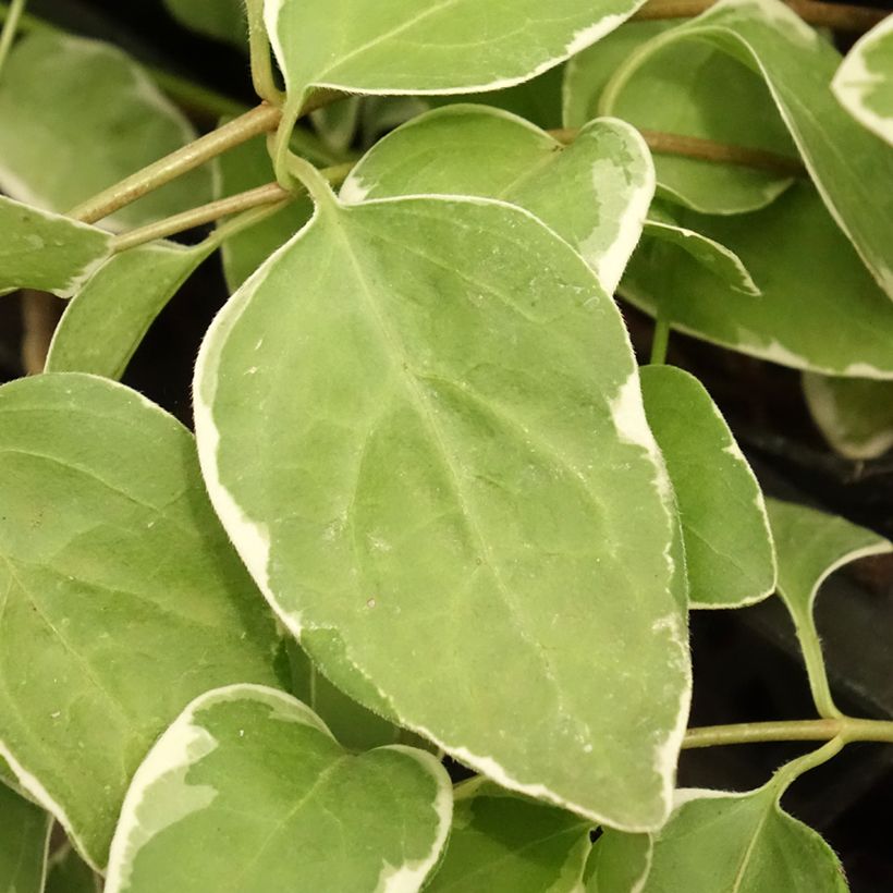 Vinca major Variegata - Grande Pervenche panachée (Foliage)