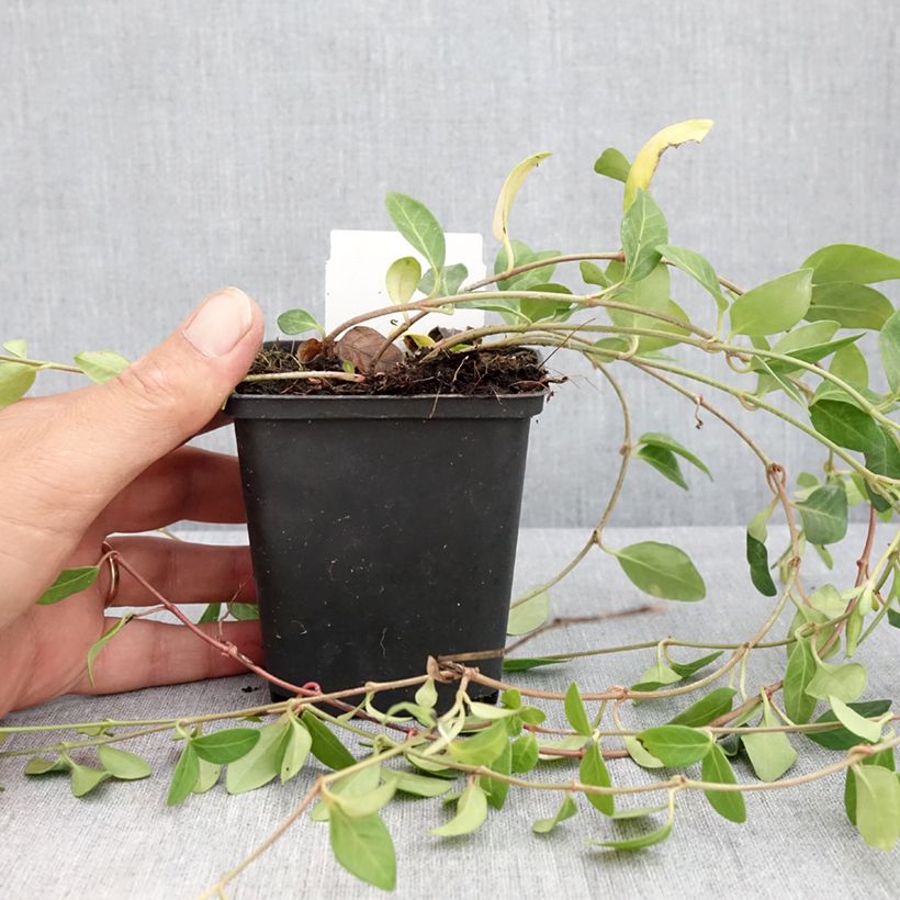 Spécimen de Vinca minor Atropurpurea - Pervenche à petite fleurs   Godet de 8/9 cm tel que livré en été