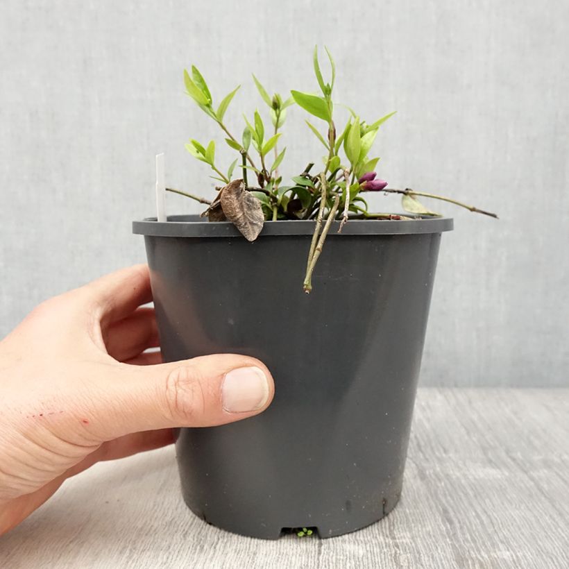 Spécimen de Vinca minor Atropurpurea - Pervenche à petite fleurs   Pot de 2L/3L tel que livré au printemps