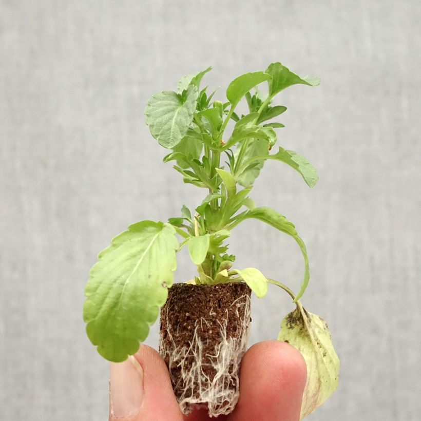 Spécimen de Viola Blue Moon Mini-motte Ø 1,5/2,5 cm, Plant vert de 3 à 5 cm de haut environ tel que livré en automne