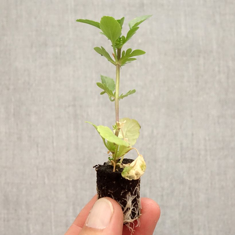 Spécimen de Viola Etain Mini-motte - Pensée vivace Mini-motte Ø 3/4 cm, Plant vert de 3 à 5 cm de haut environ tel que livré en automne