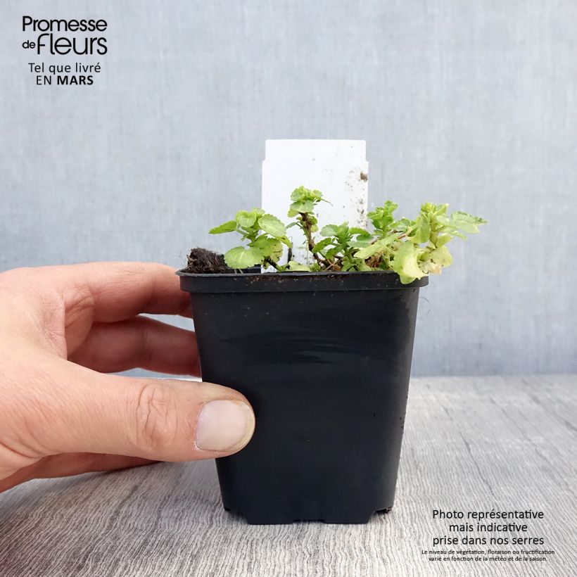 Example of Violette cornue Wisley White - Viola cornuta Godet de 8/9 cm as you get in printemps