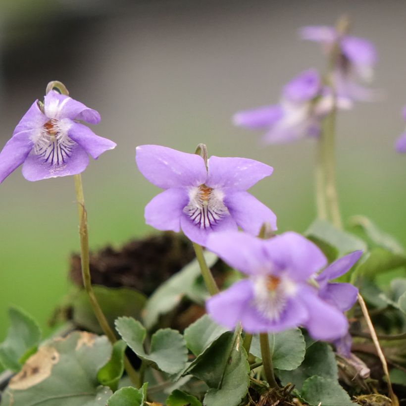 Violette des bois - Viola reichenbachiana (Floraison)