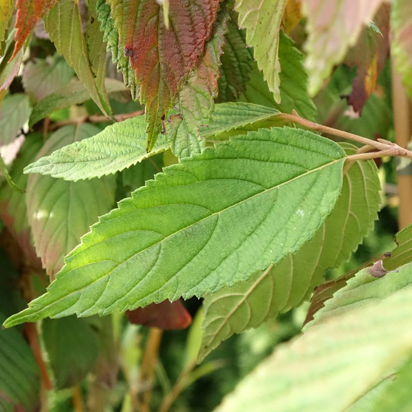 Viorne de Chine - Viburnum plicatum Cascade (Feuillage)