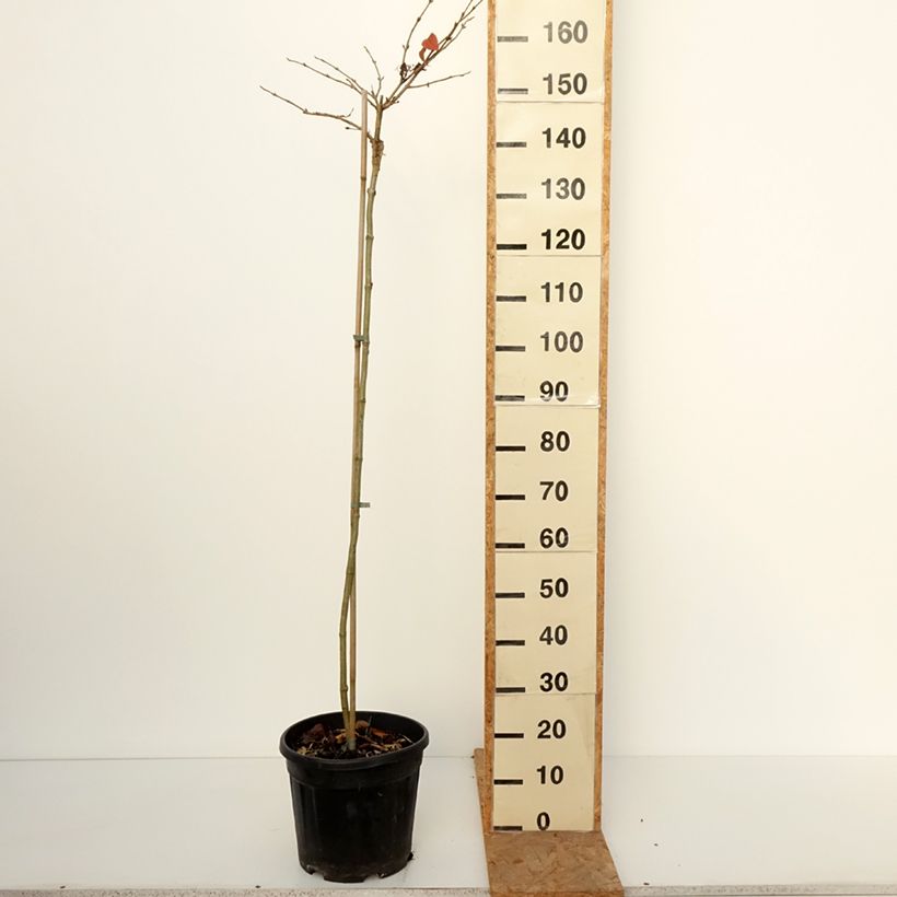 Spécimen de Viorne de Chine - Viburnum plicatum Cascade Pot de 12L/15L, Tige tel que livré en automne