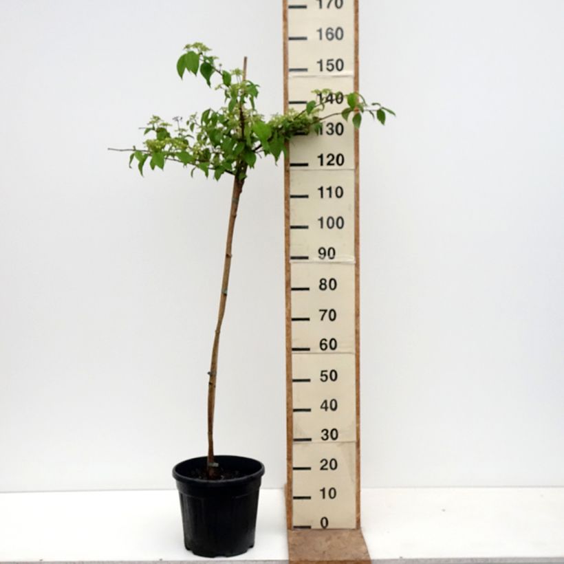 Spécimen de Viorne de Chine - Viburnum plicatum Cascade Pot de 12L/15L, Tige tel que livré au printemps