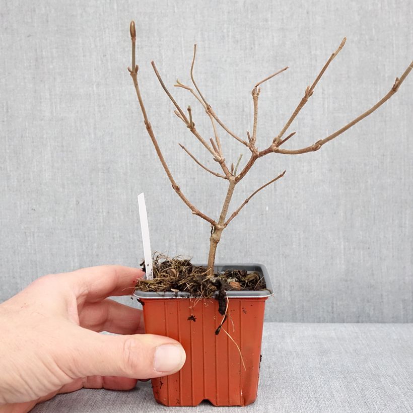 Spécimen de Viorne de Chine - Viburnum plicatum Mariesii Godet de 8/9 cm tel que livré en hiver