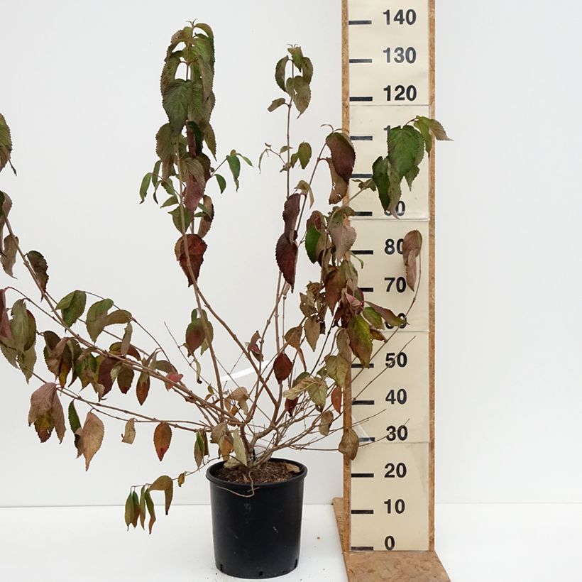 Spécimen de Viorne de Chine - Viburnum plicatum Shasta Pot de 12L/15L tel que livré en automne