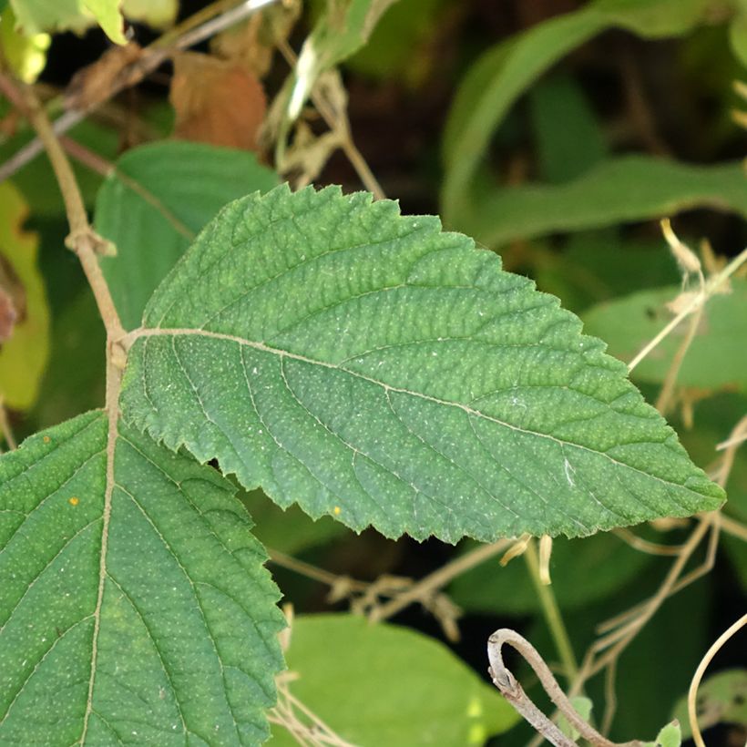 Viorne de Chine - Viburnum plicatum Tomentosum (Feuillage)