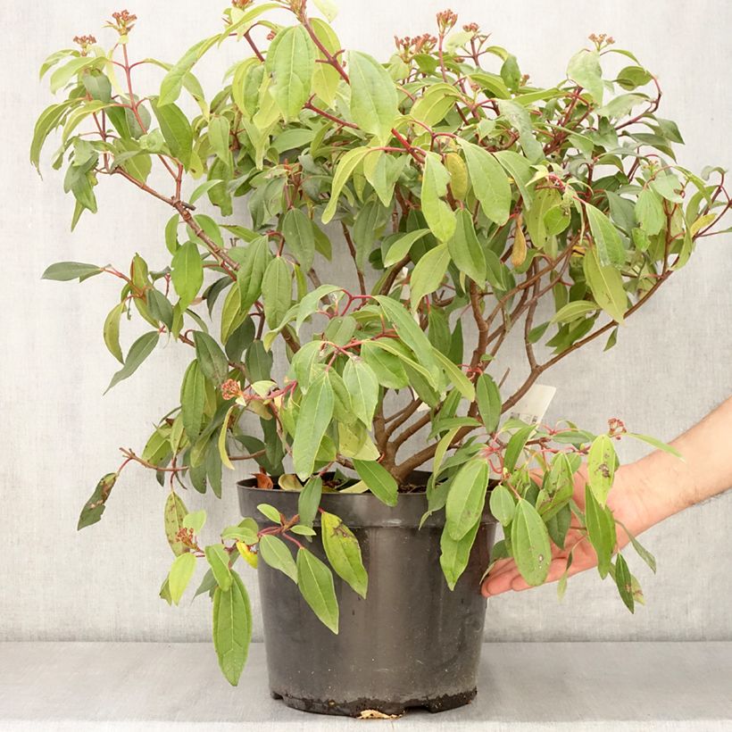 Example of Viorne de David - Viburnum davidii Angustifolium Pot de 7,5L/10L as you get in printemps