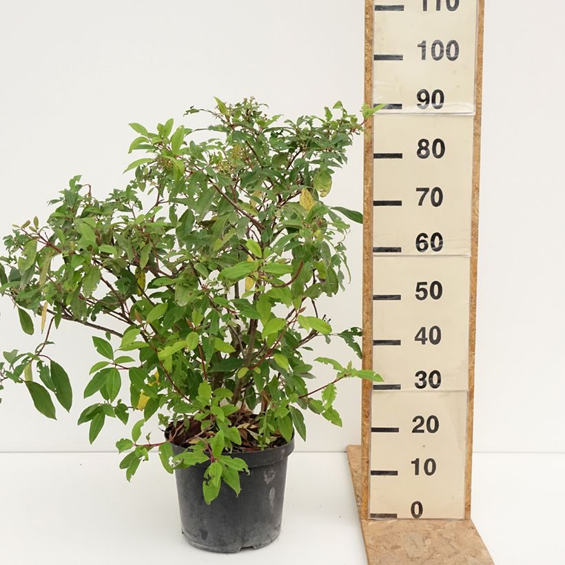 Spécimen de Viorne de David - Viburnum davidii Angustifolium Pot de 7,5L/10L tel que livré en été