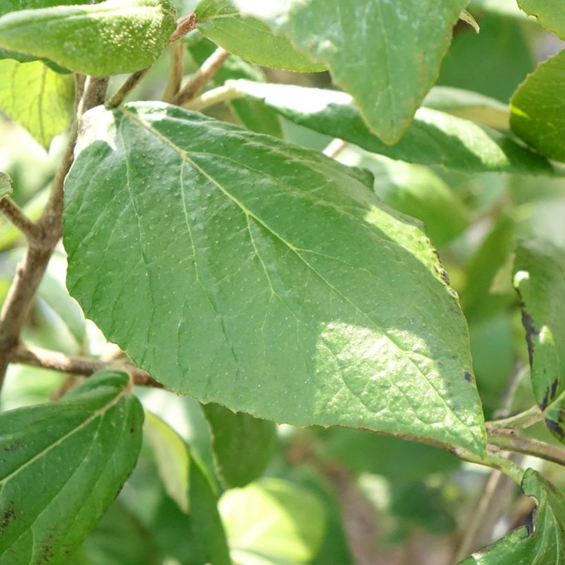 Viorne du Burkwood - Viburnum x burkwoodii Mohawk (Feuillage)
