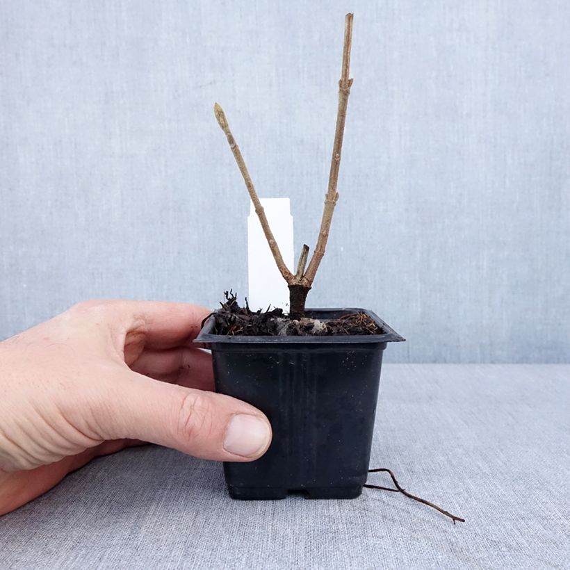 Spécimen de Viorne lantane -  Viburnum lantana Godet de 8/9 cm tel que livré en hiver