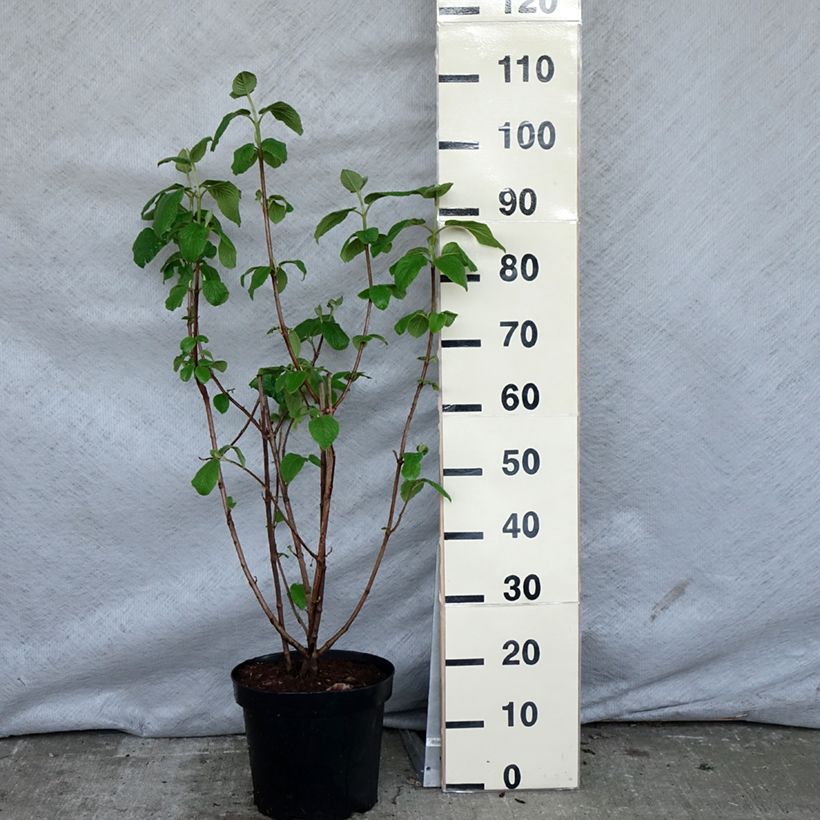 Spécimen de Viorne lantane -  Viburnum lantana Pot de 4L/5L tel que livré au printemps