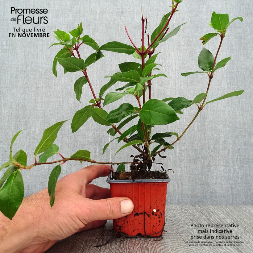 Spécimen de Viorne, Laurier-tin - Viburnum tinus Godet de 8/9 cm tel que livré en automne