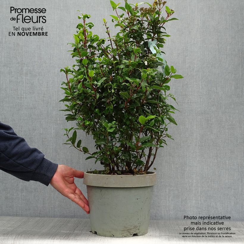 Spécimen de Viburnum tinus Spirit - Laurier tin Pot de 7,5L/10L tel que livré en automne