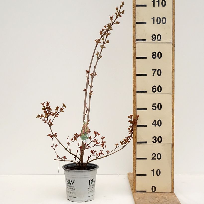 Spécimen de Viorne obier - Viburnum opulus Oh Canada Pot de 4L/5L tel que livré au printemps