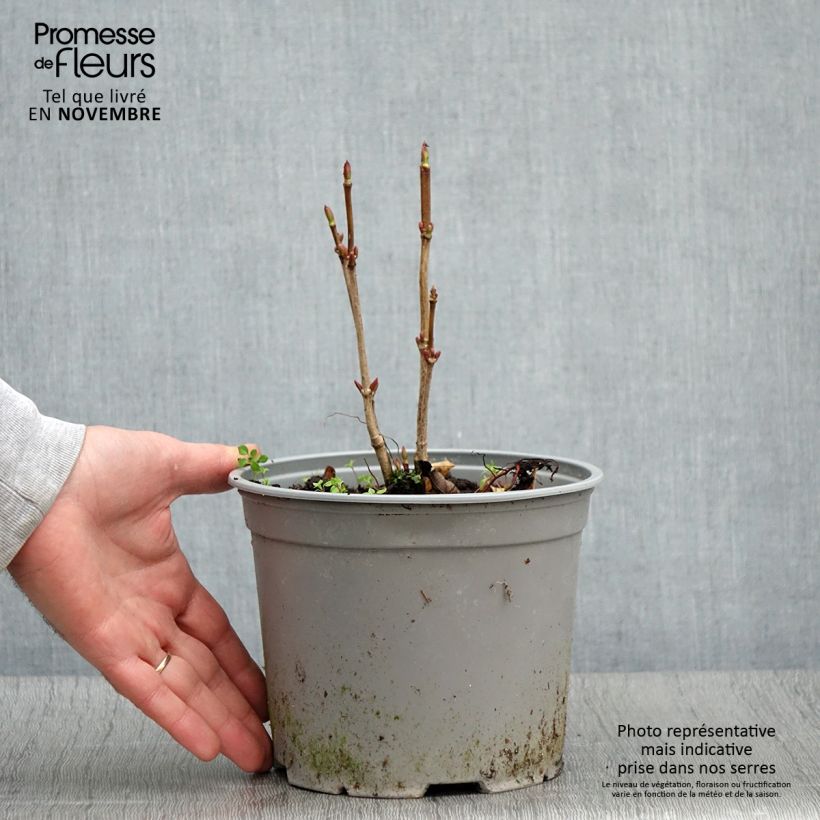 Spécimen de Viorne trilobée - Viburnum trilobum Spring Red Compact Pot de 3L/4L tel que livré en automne