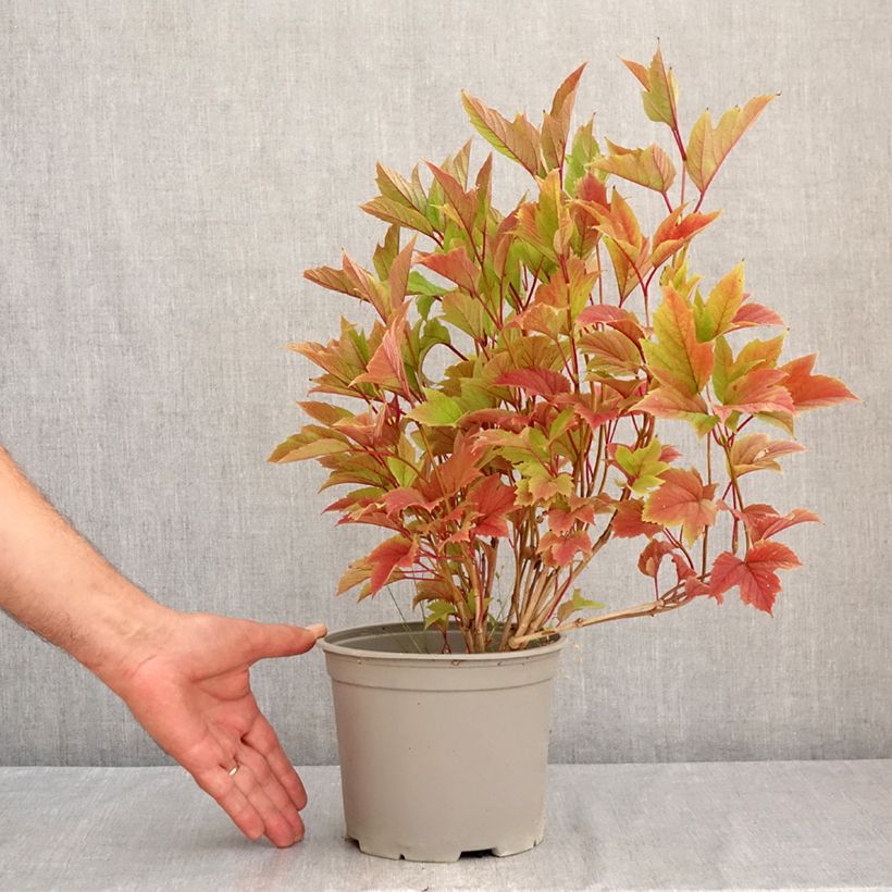 Spécimen de Viorne trilobée - Viburnum trilobum Spring Red Compact Pot de 3L/4L tel que livré en été