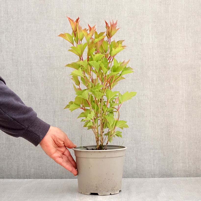 Spécimen de Viorne trilobée - Viburnum trilobum Spring Red Compact Pot de 3L/4L tel que livré au printemps