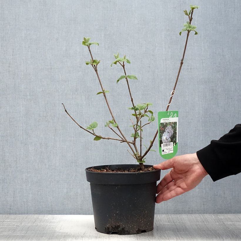 Spécimen de Viorne - Viburnum carlesii Aurora Pot de 3L/4L tel que livré au printemps