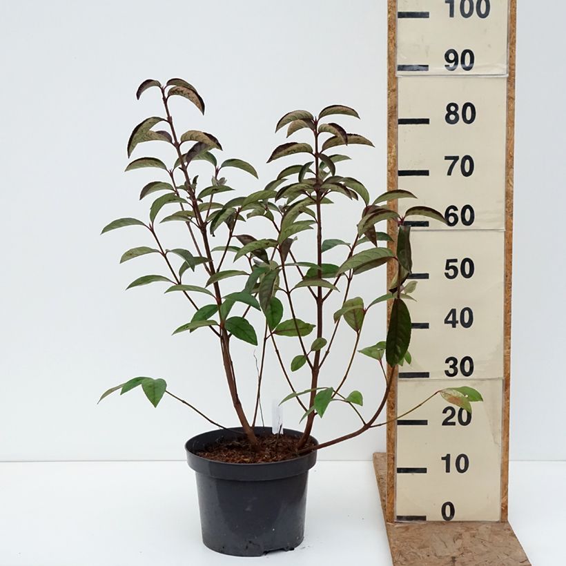 Spécimen de Viorne - Viburnum Le Bois Marquis Pot de 7,5L/10L tel que livré en hiver