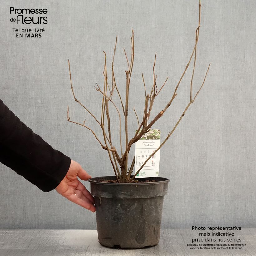 Example of Viorne - Viburnum nudum Pink Beauty Pot de 3L/4L as you get in printemps
