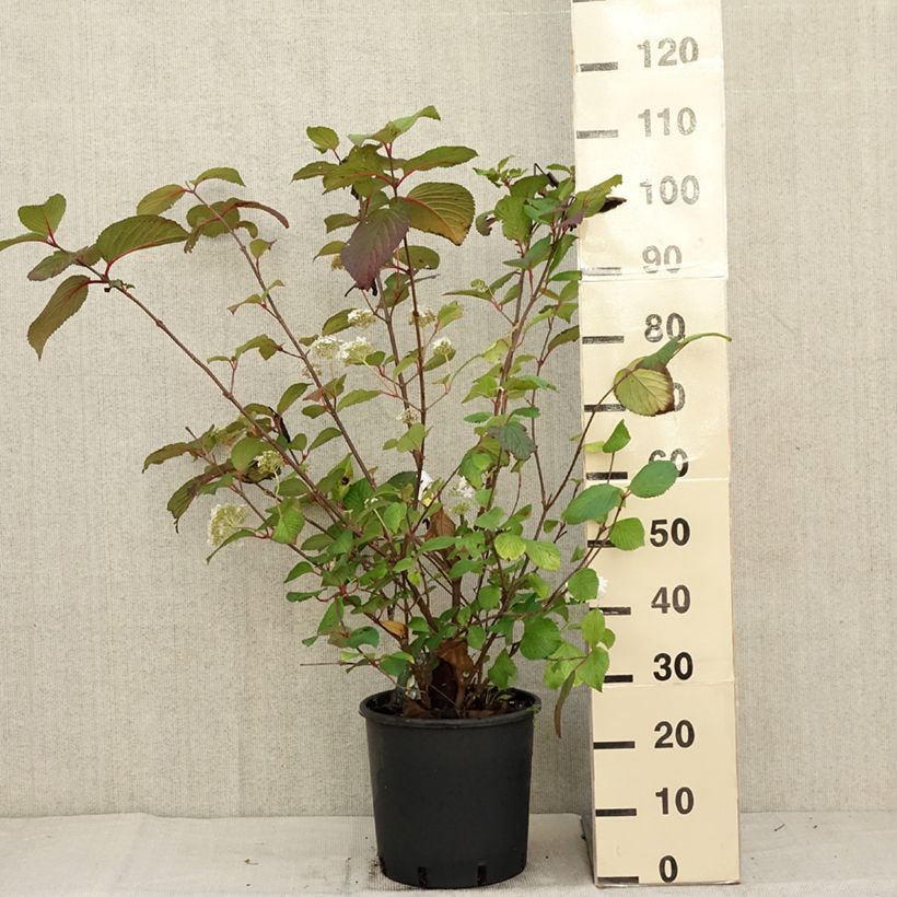 Spécimen de Viorne - Viburnum plicatum Grandiflorum Pot de 12L/15L tel que livré en automne