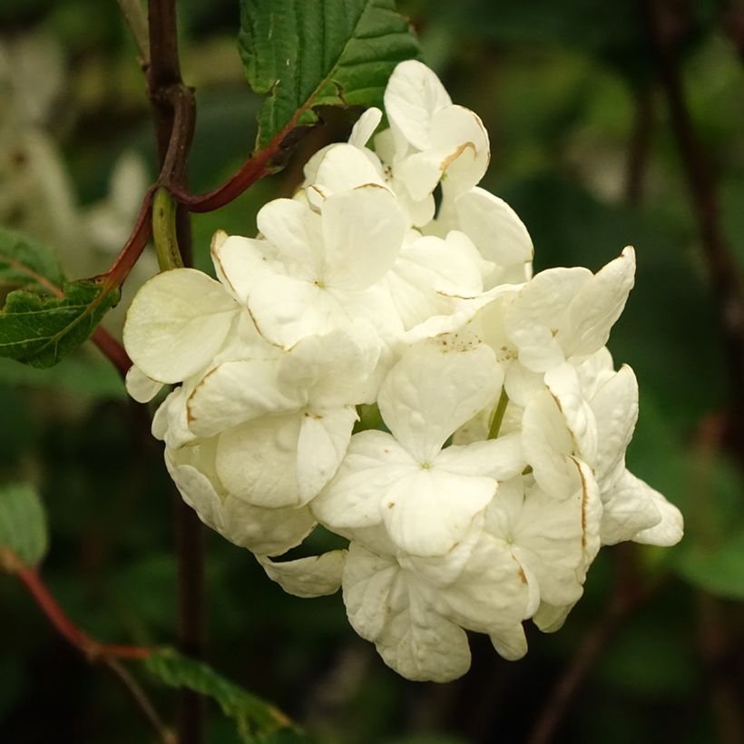 Viorne - Viburnum plicatum Grandiflorum (Floraison)