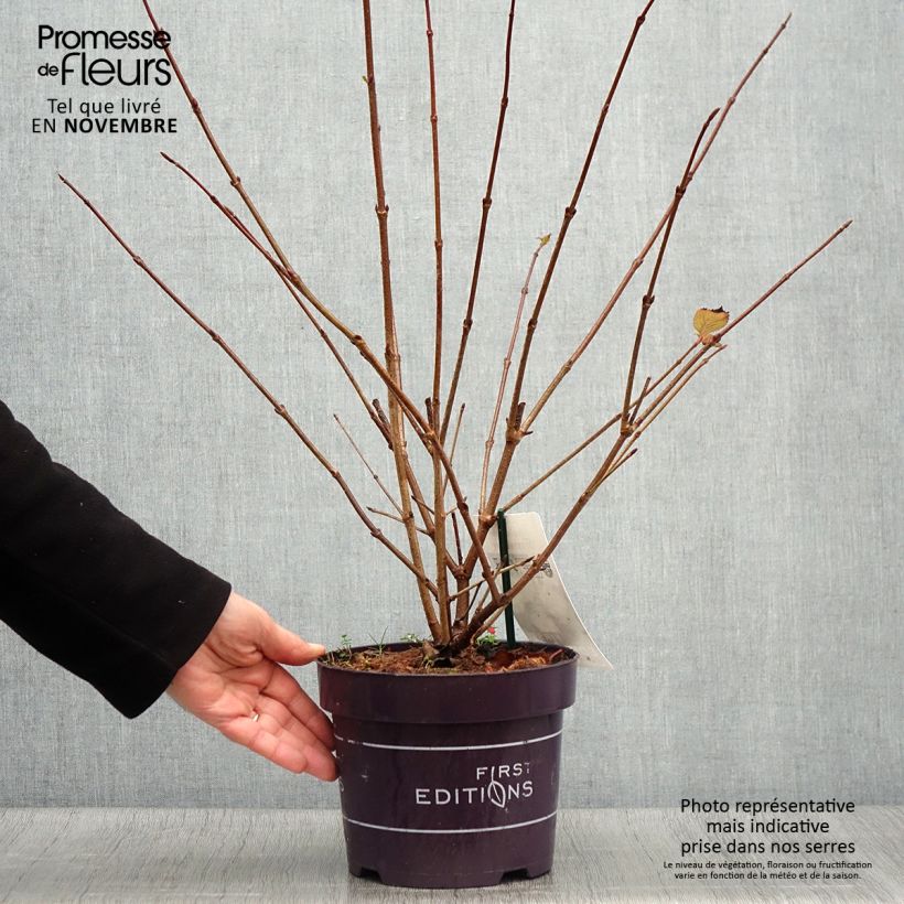 Spécimen de Viorne - Viburnum plicatum Opening Day Pot de 1,5L/2L tel que livré en automne