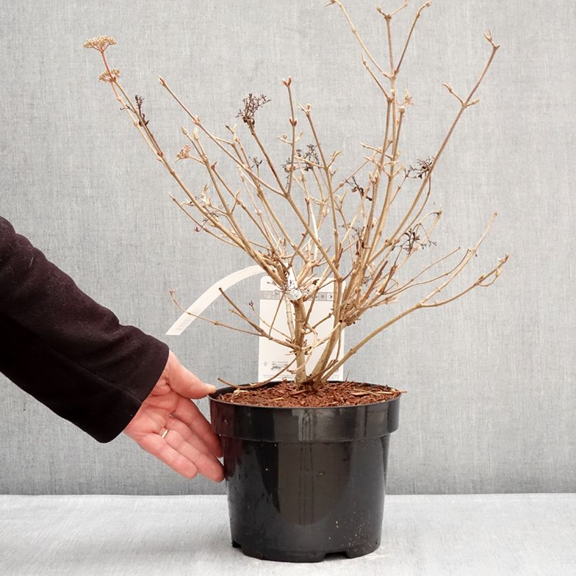 Example of Viorne - Viburnum plicatum Pinkawai Pot de 3L/4L as you get in hiver