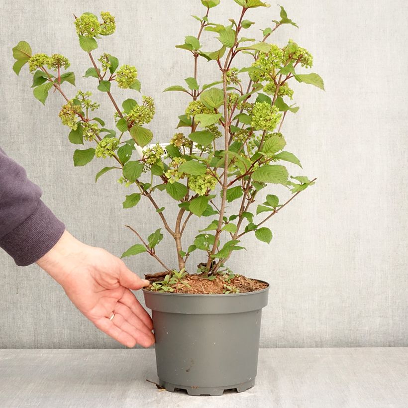 Spécimen de Viorne - Viburnum plicatum Rotundifolium Pot de 3L/4L tel que livré au printemps