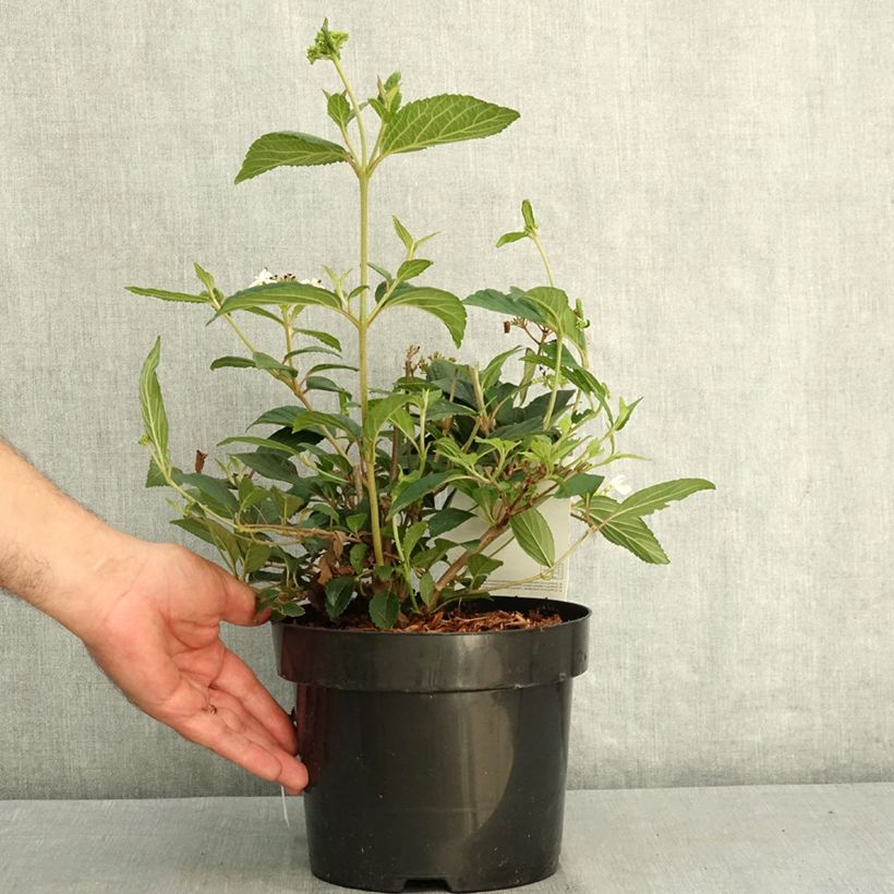 Spécimen de Viorne - Viburnum plicatum Shirogami Pot de 3L/4L tel que livré en été