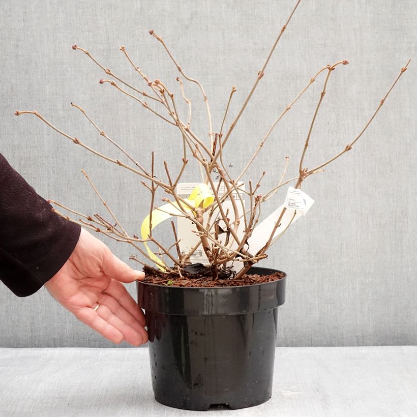 Spécimen de Viorne - Viburnum plicatum Shirogami Pot de 3L/4L tel que livré en hiver