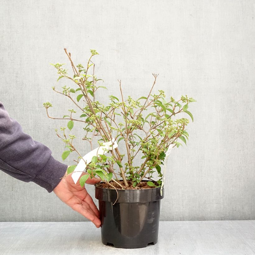 Spécimen de Viorne - Viburnum plicatum Shirogami Pot de 3L/4L tel que livré au printemps