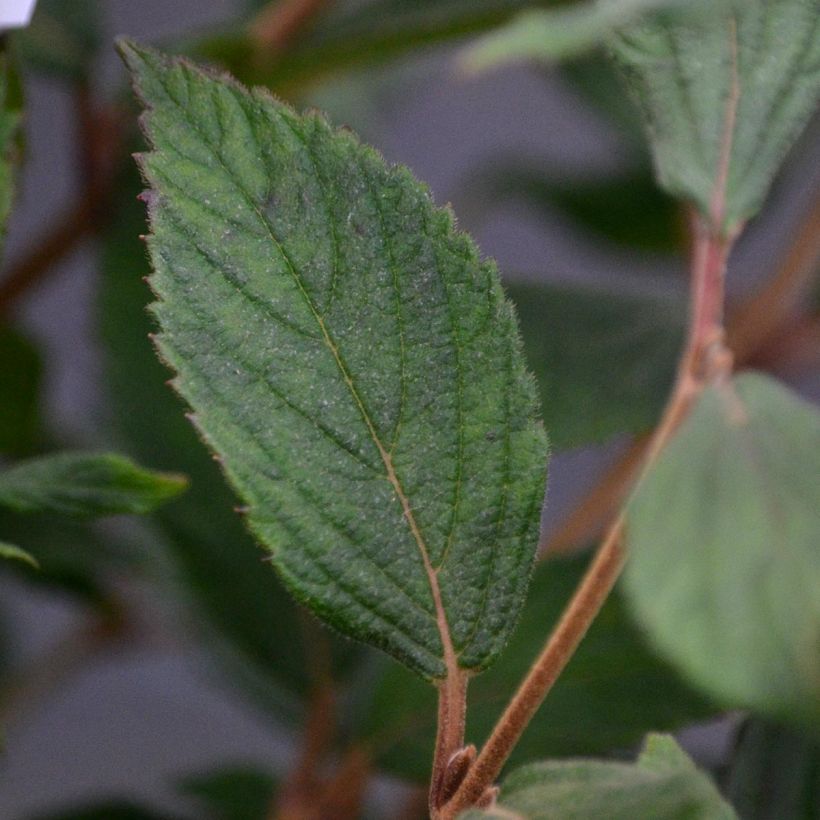 Viorne - Viburnum plicatum Watanabe (Foliage)