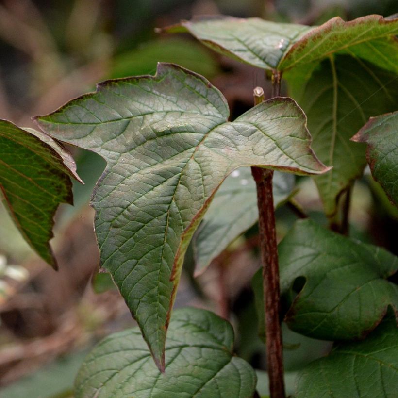 Viburnum sargentii Onondaga - Viorne  (Feuillage)