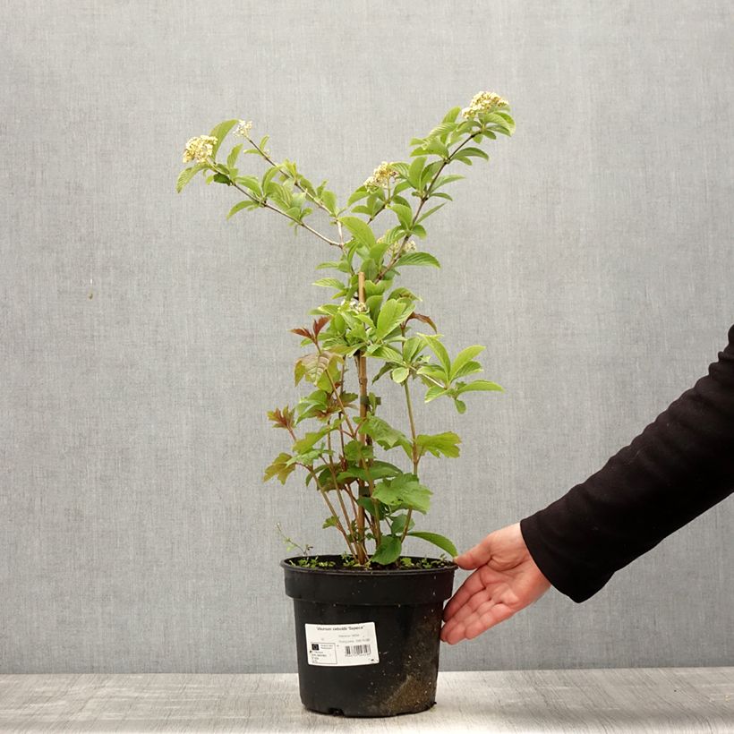 Spécimen de Viorne - Viburnum sieboldii Seneca Pot de 4L/5L tel que livré au printemps