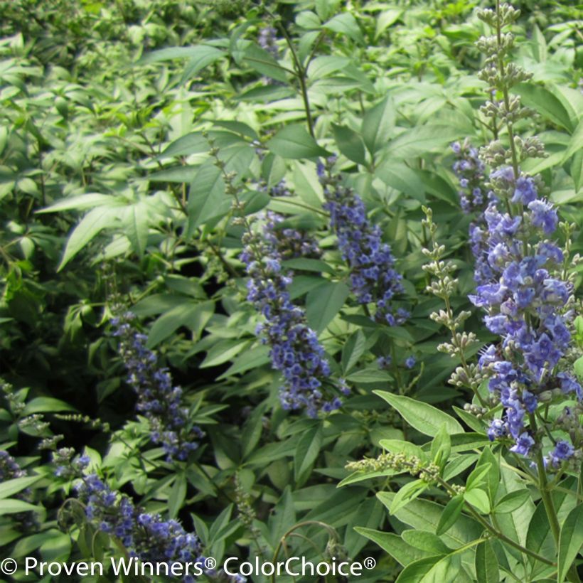 Vitex agnus-castus Blue Didley® - Gattilier (Flowering)