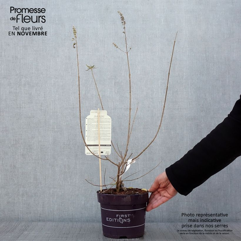 Spécimen de Vitex agnus-castus Galactic Pink - Gattilier Pot de 3L/4L tel que livré en automne