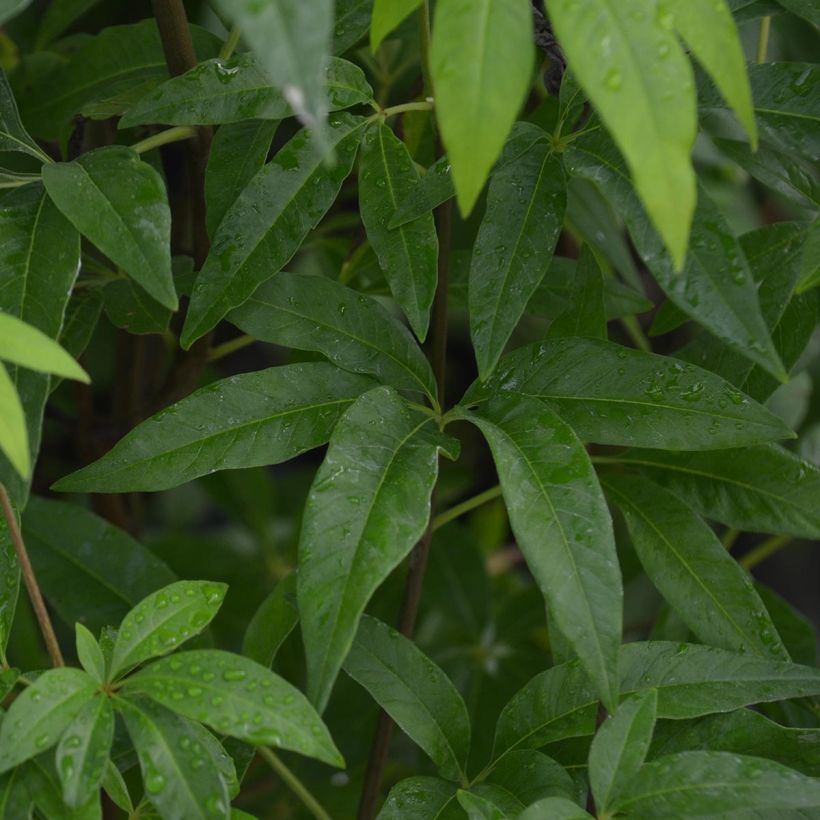 Vitex agnus castus Latifolia - Gattilier (Feuillage)