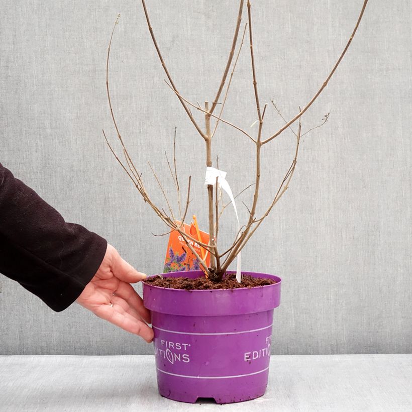 Spécimen de Vitex agnus-castus Queen Bee - Gattilier Pot de 3L/4L tel que livré en hiver