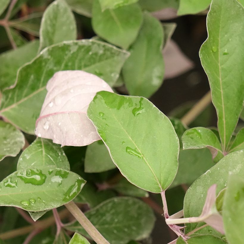 Vitex trifolia Purpurea - Lilas d'Arabie (Feuillage)