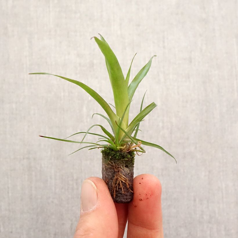 Spécimen de Vriesea Madonna Mini-motte Ø 3/4 cm tel que livré au printemps