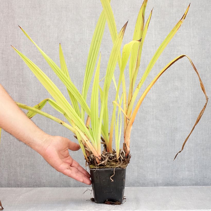 Spécimen de Wachendorfia thyrsiflora - Wachendorfie à thyrses Pot de 10 cm/11cm tel que livré en été